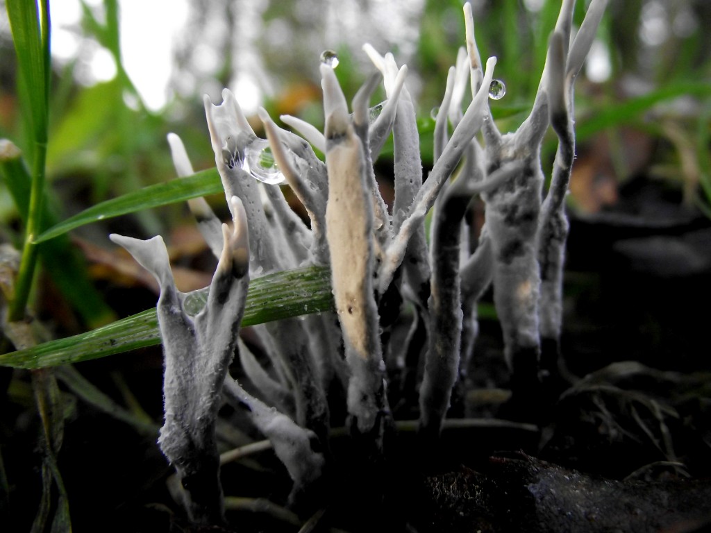 Antler moss