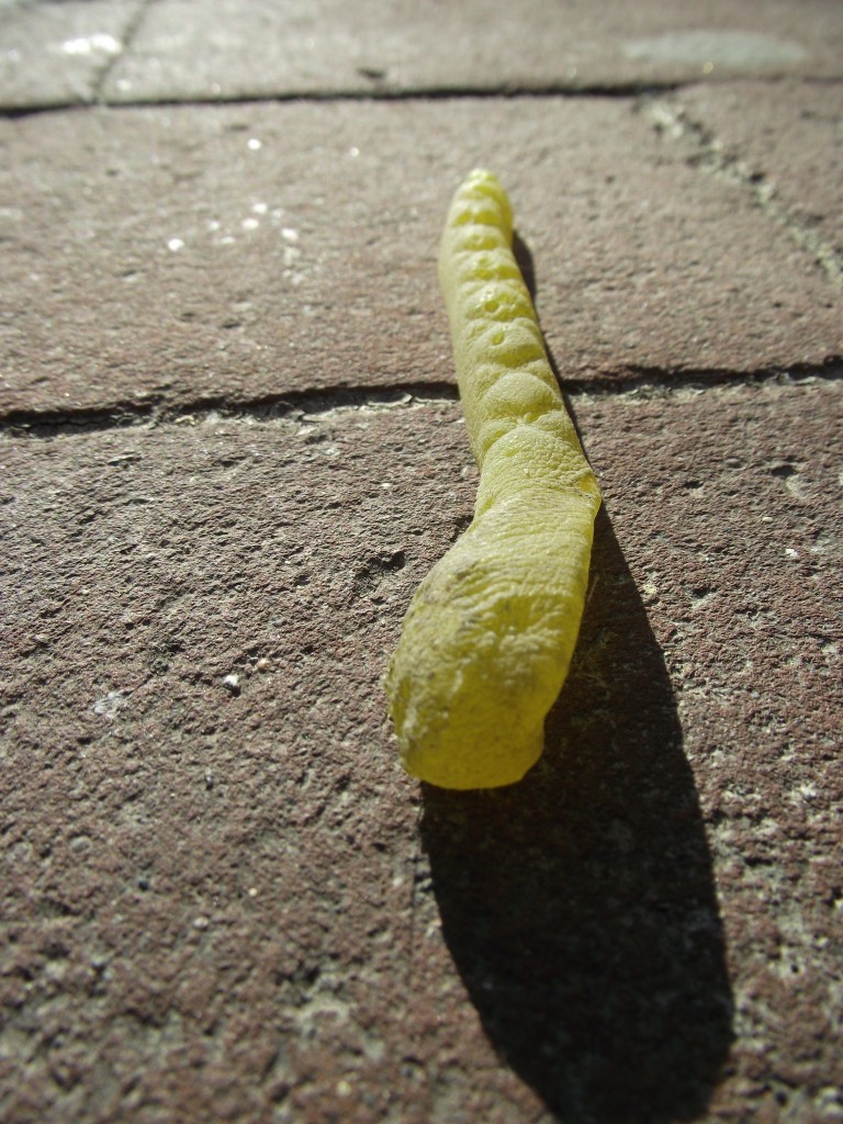 Big fat yellow edible floor snake