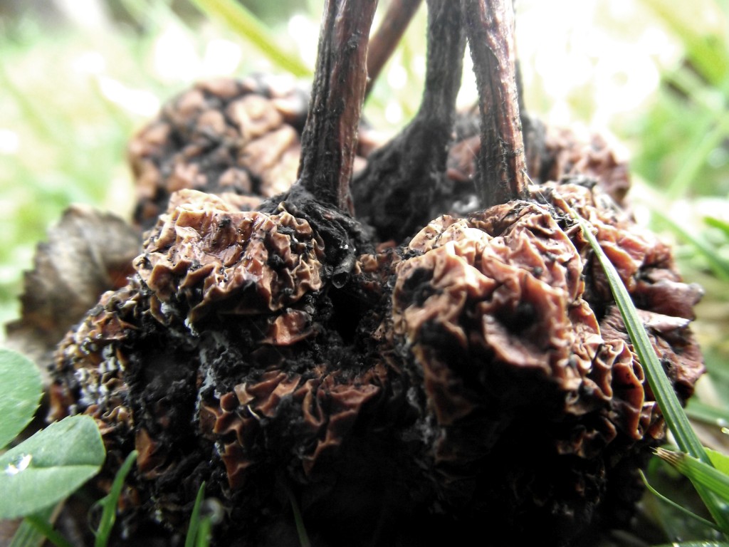 Clump of shrivelled apples