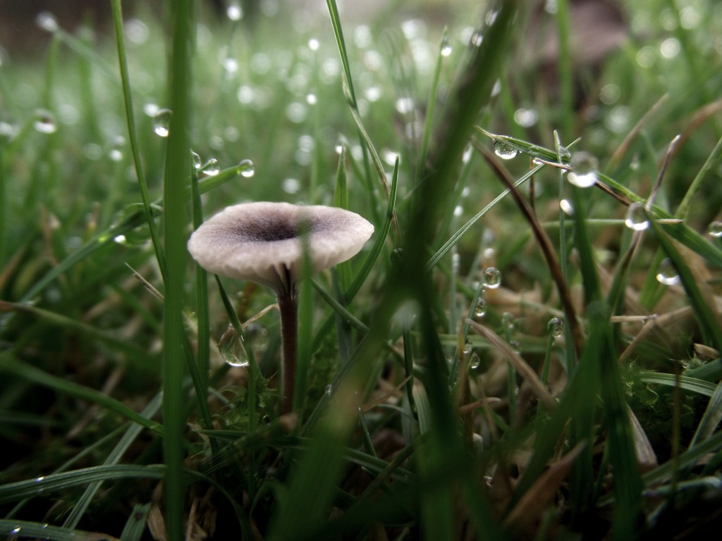 Dew drop mushroom