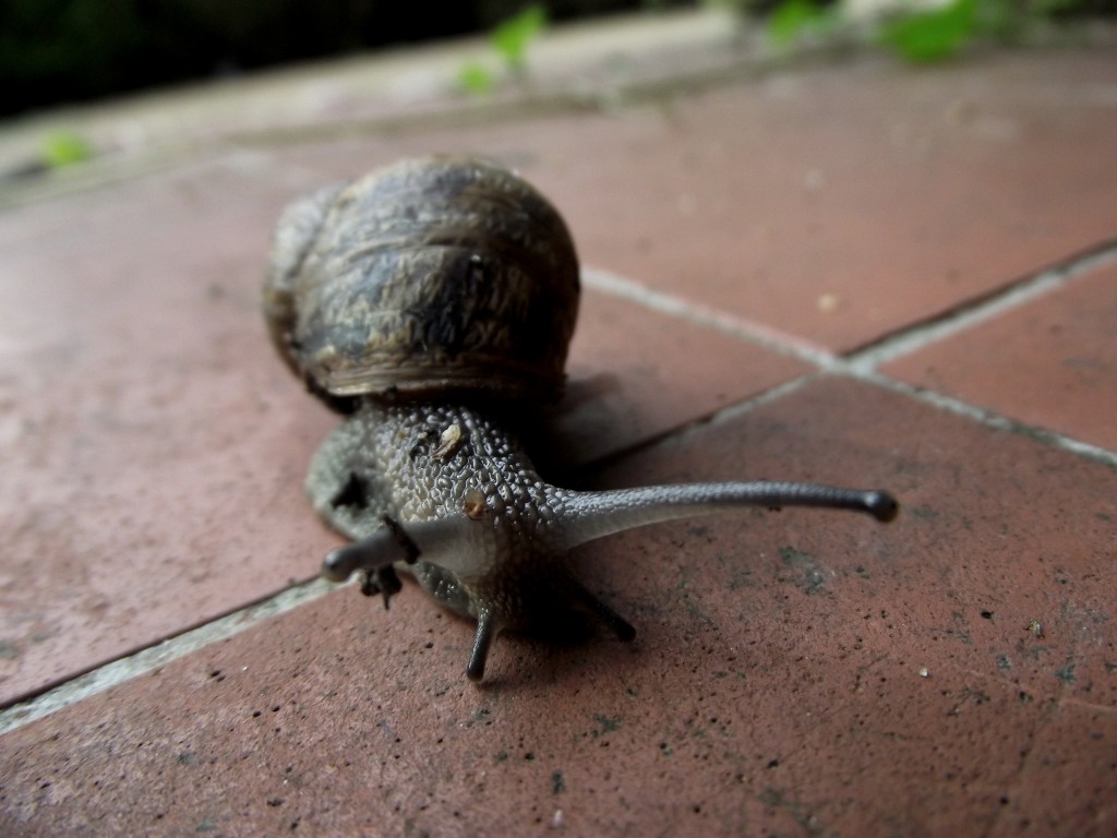 Doorstep snail