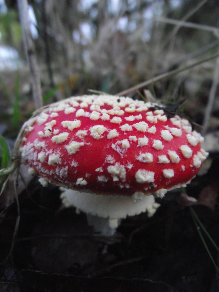 Fairy mushroom