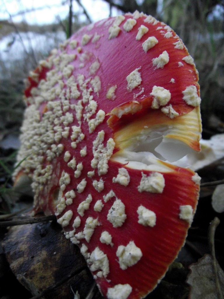 Fairy mushroom half eaten