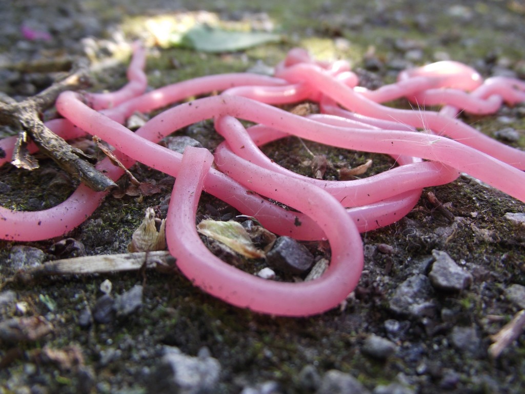 Floor snake orgy