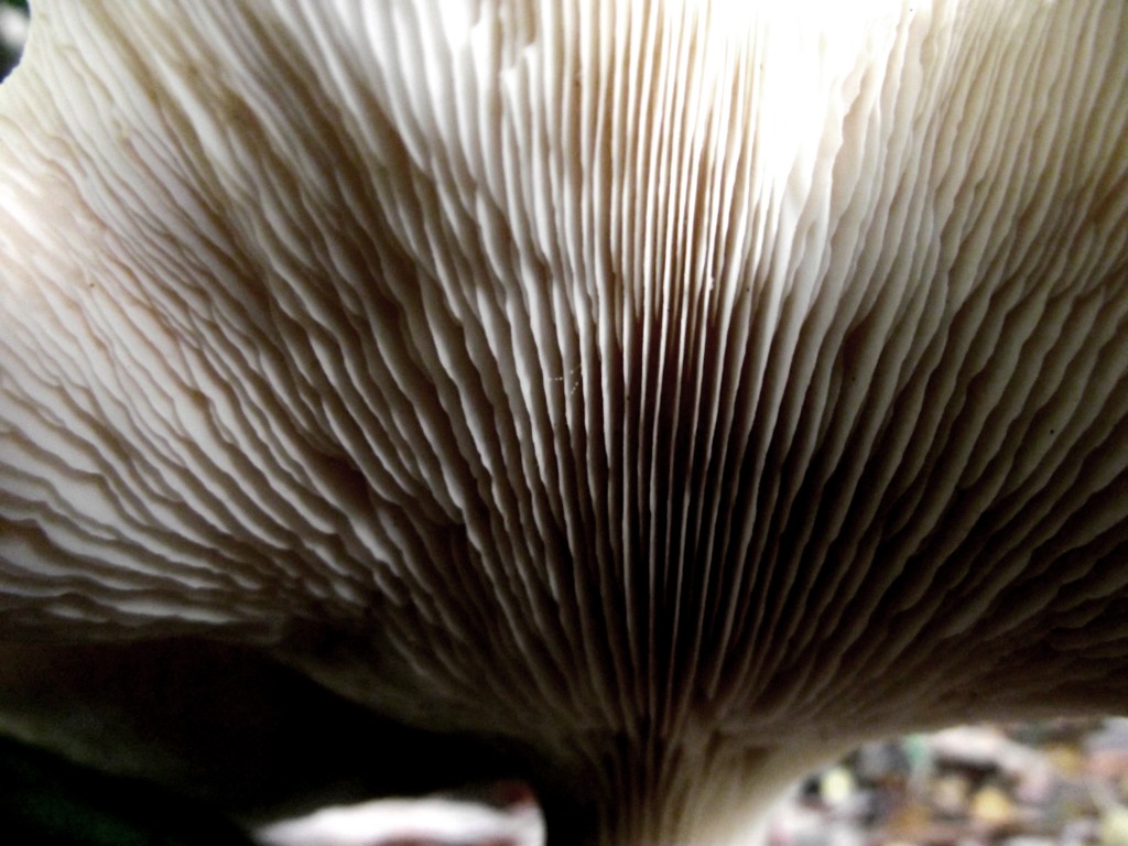 Mushroom gills