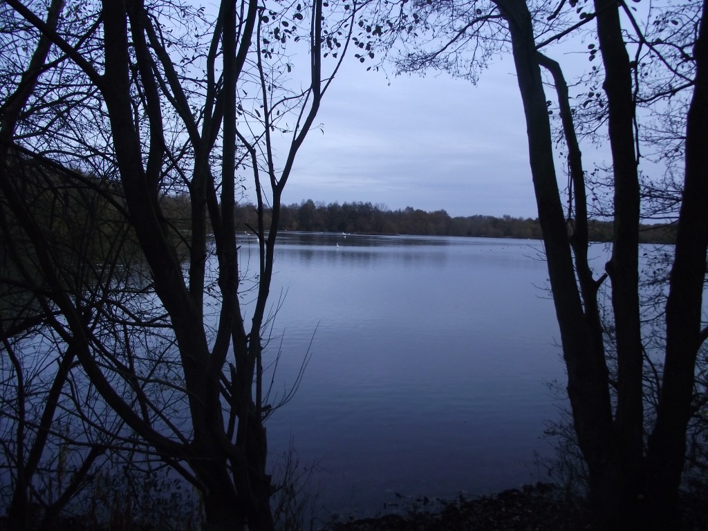 Lake through trees