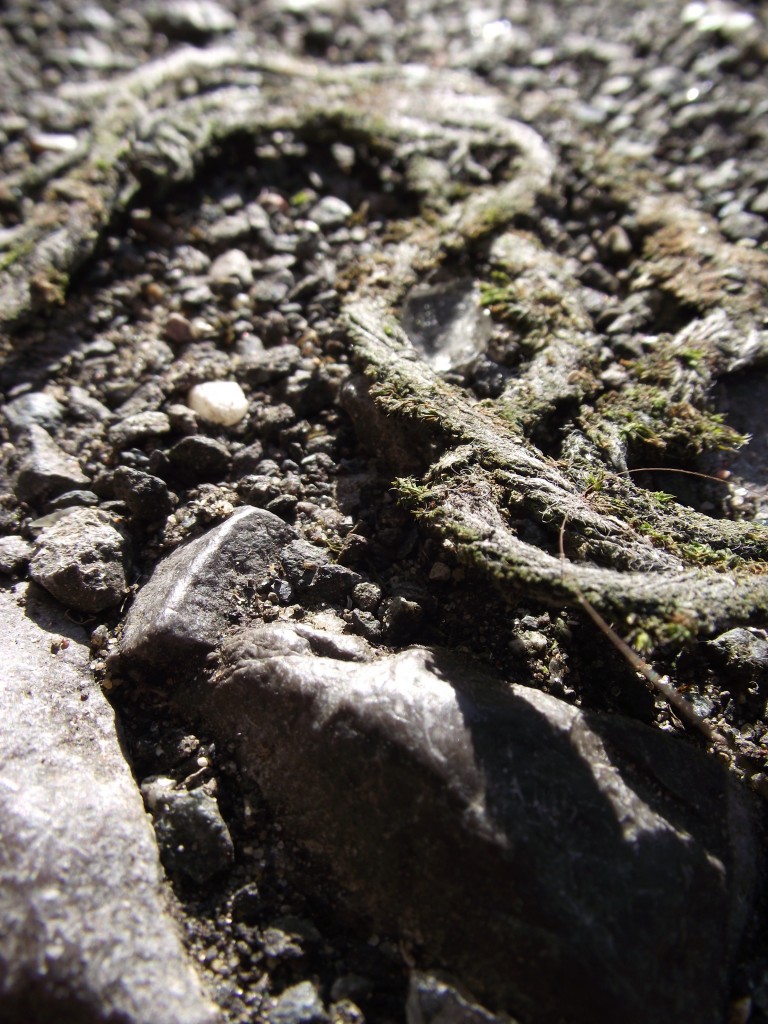 Muddy floor snake