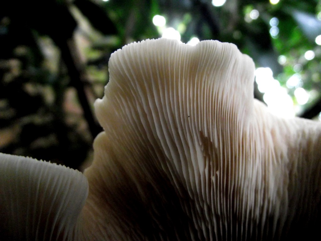 Mushroom frill gills