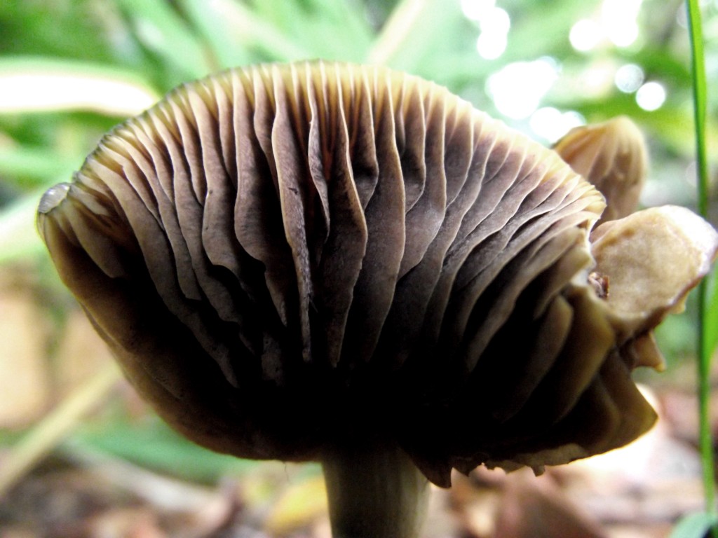 Mushroom frills