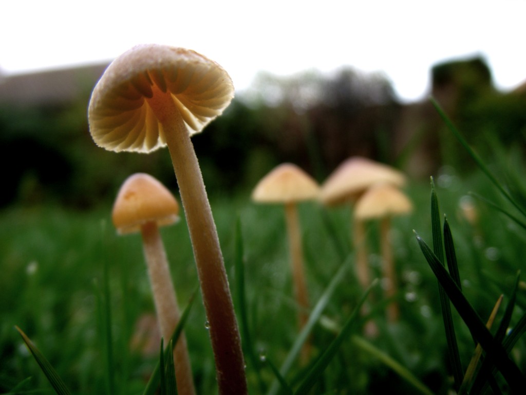 Mushroom from below