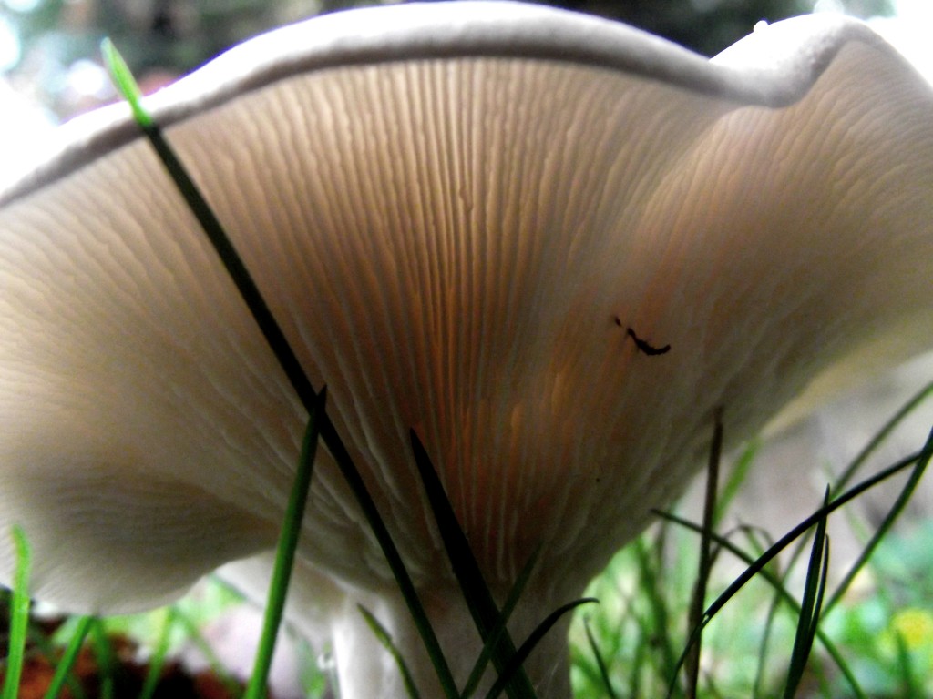 Mushroom skirt frills