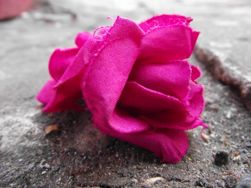 Pavement rose