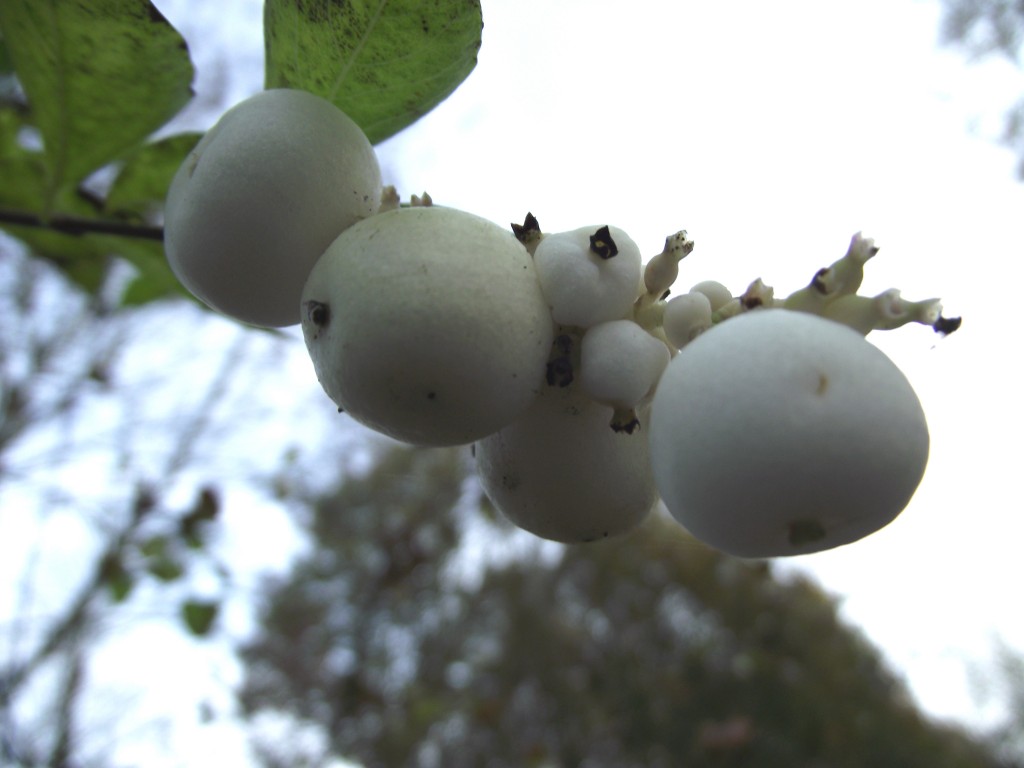 Snow berries