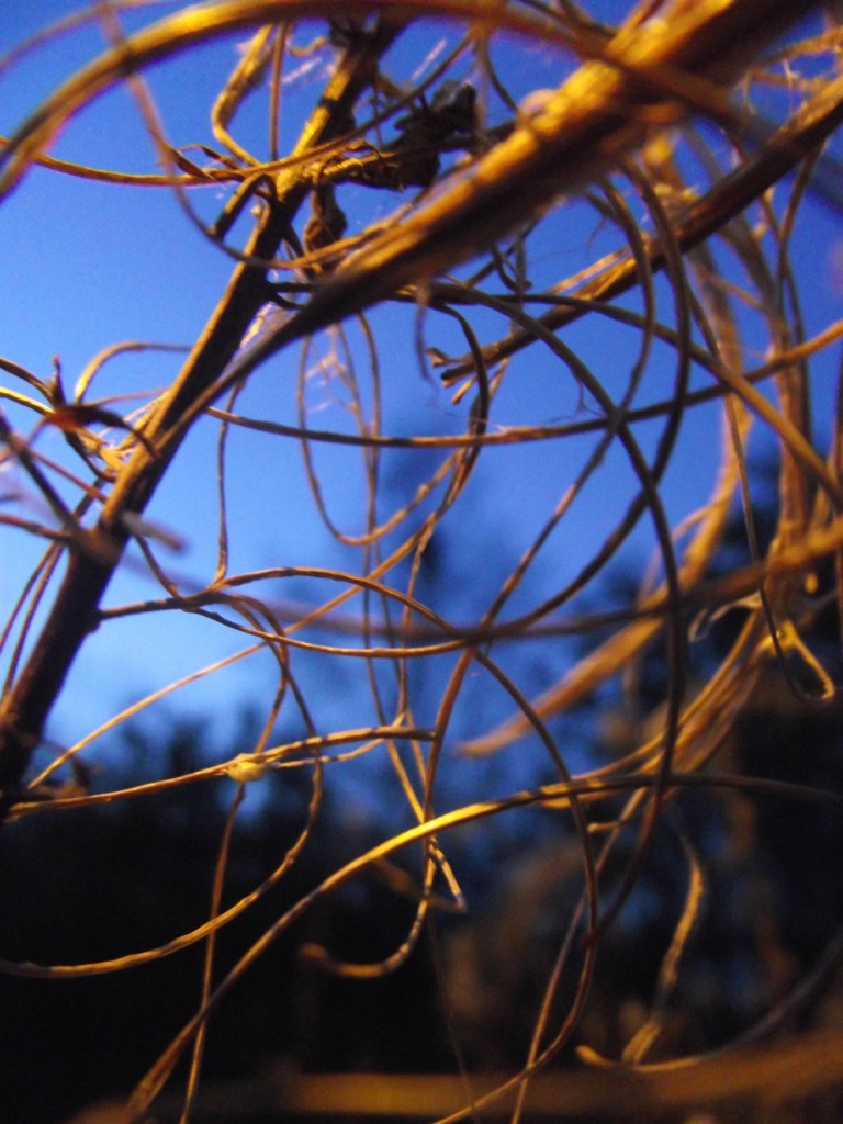 Swirl of sticks