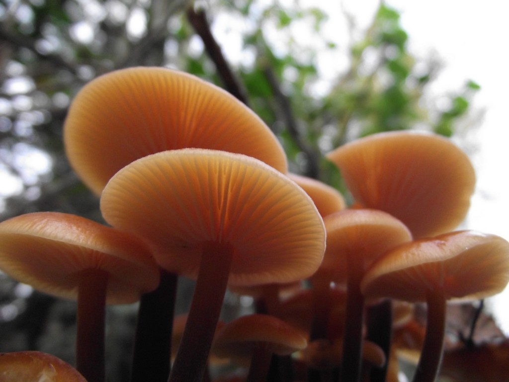 Tango mushrooms