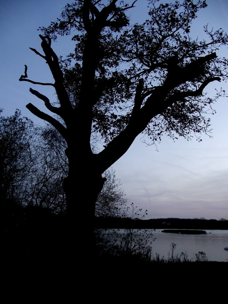 The dead tree