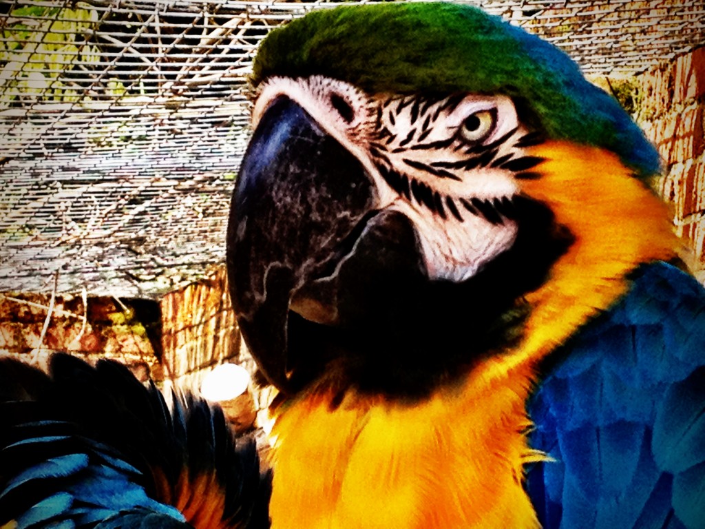 Angry parrot says cheese