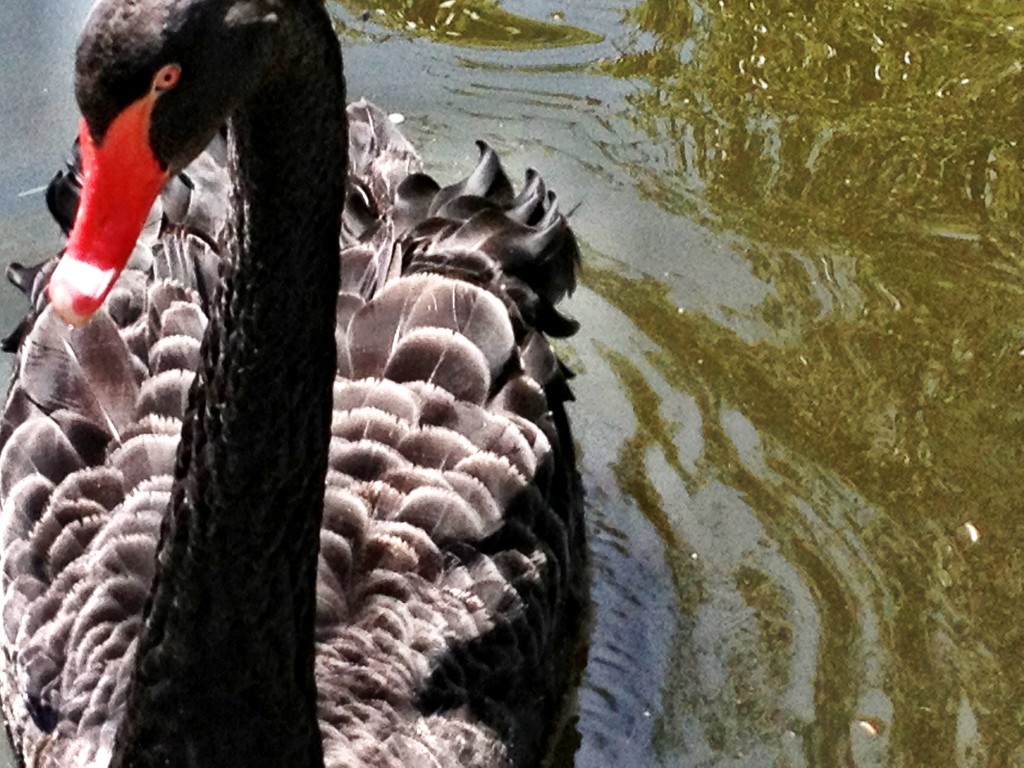 Evil black swan coming to peck my eyes out