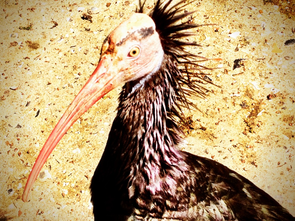 This birdie took a shine to Mums boots and pecked them till her feet bleed.