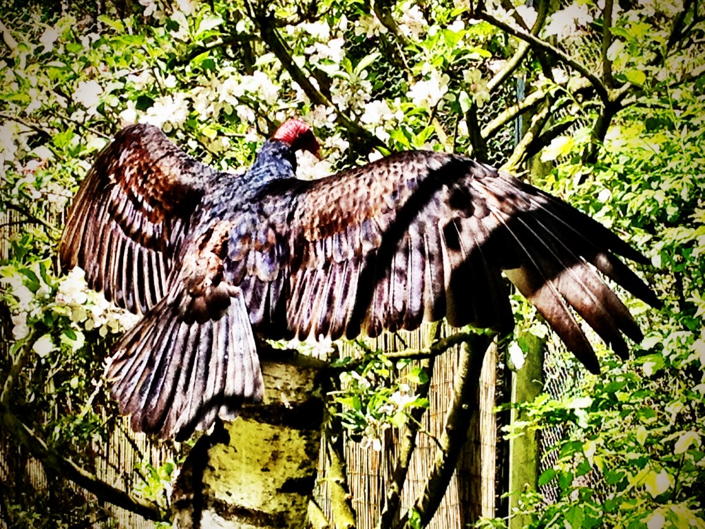 Amazing vulture showing his bird penis to the world. 