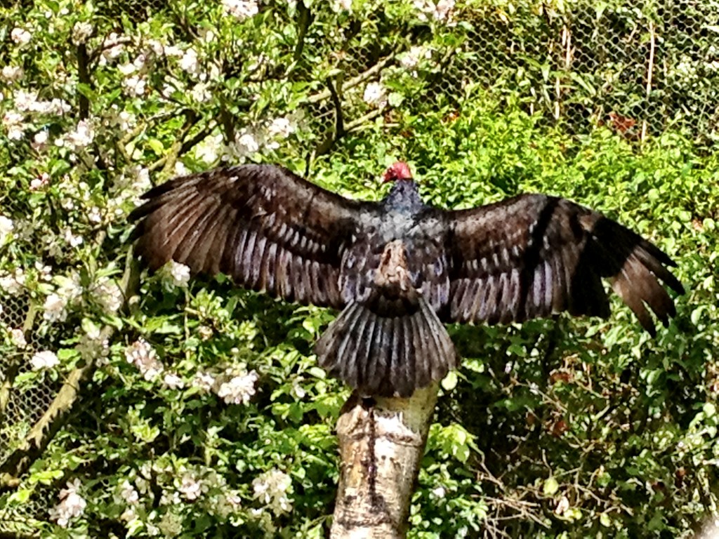 Amazing vulture showing his bird penis to the world. 