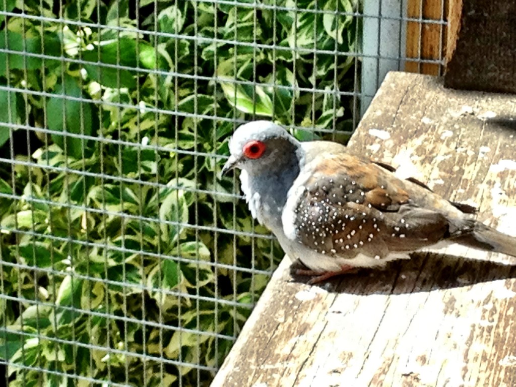 This bird has pink eye. 