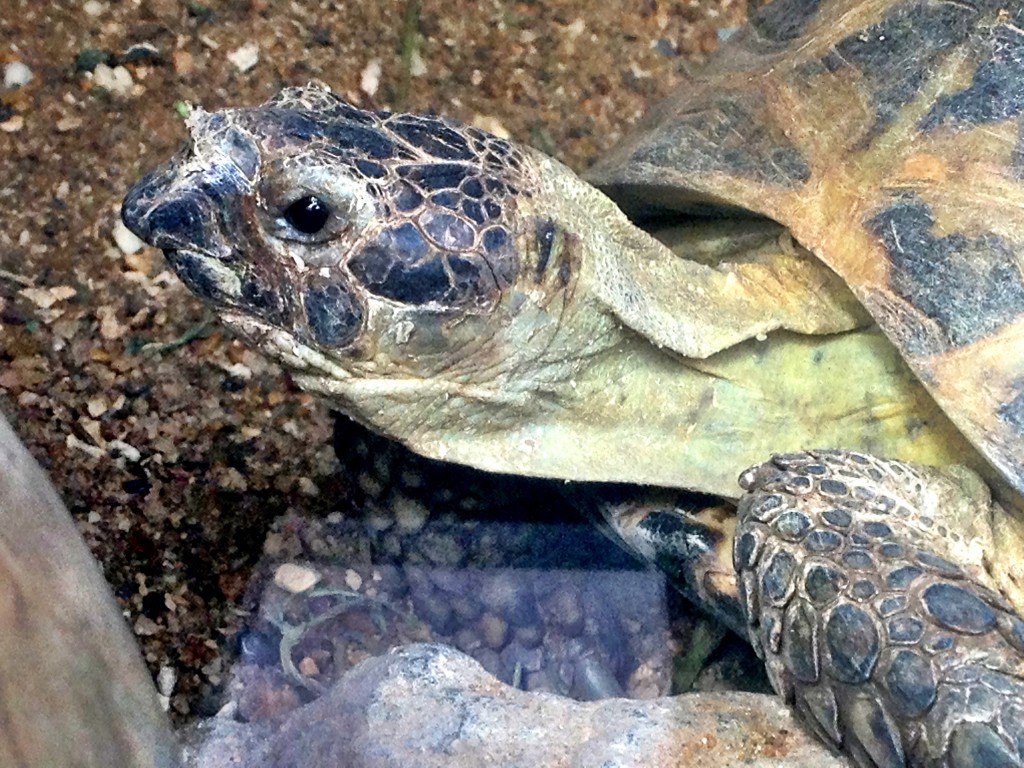 They have tortoises at Birdworld too and for some reason the tortoises get loads more room to roam around in, even though they must be at least 1048463936 mph slower than a bird.