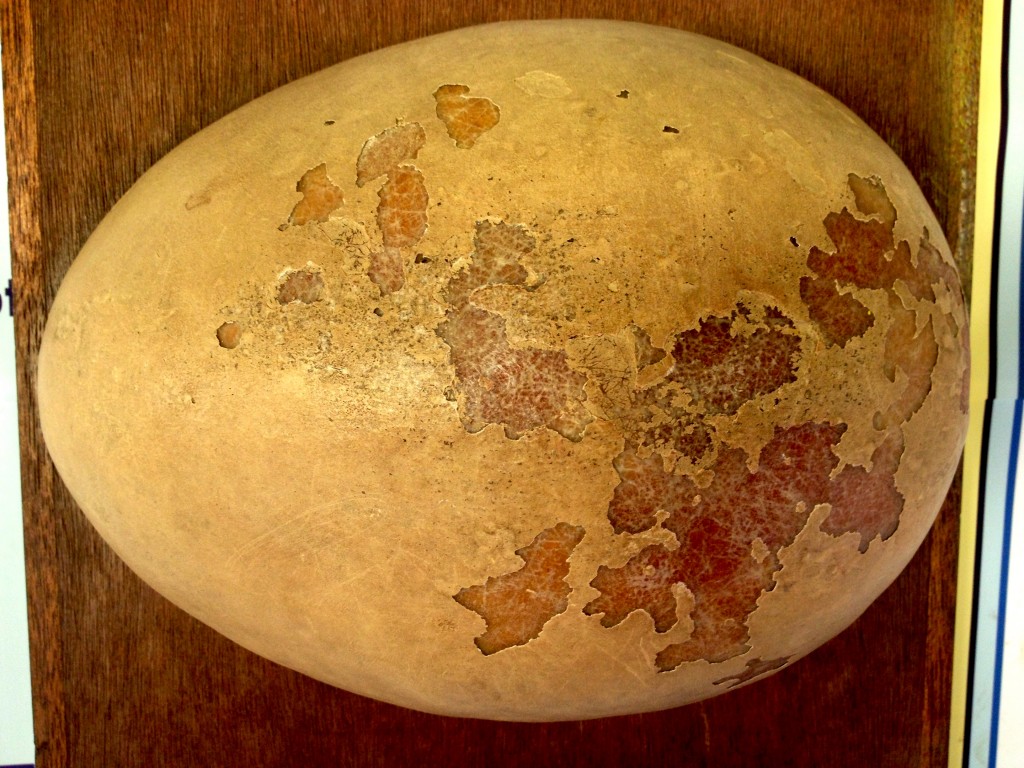 Elephant bird egg weighing 12kg, probably the largest egg ever laid by a bird. You would actually need a real live soldier to dip into that.