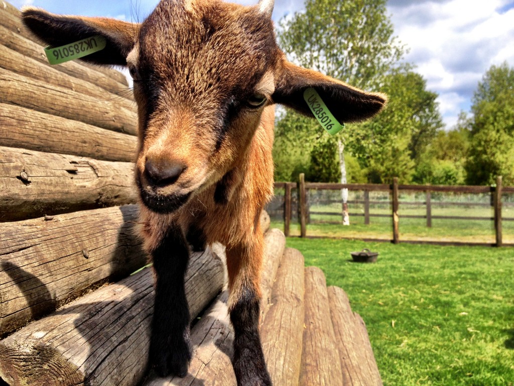 This little guy was my favourite. I petted him for 27.6947 minutes till he started chewing on my pleather jacket.