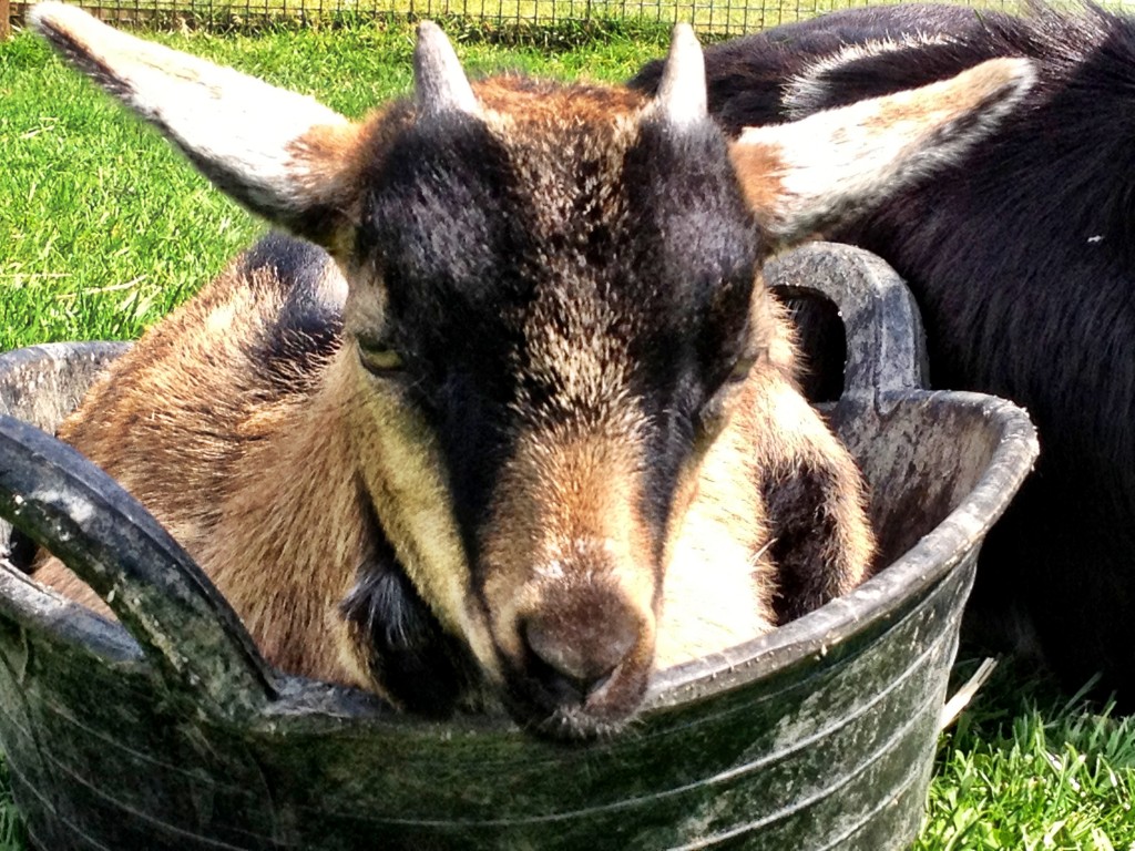 Goat in bucket