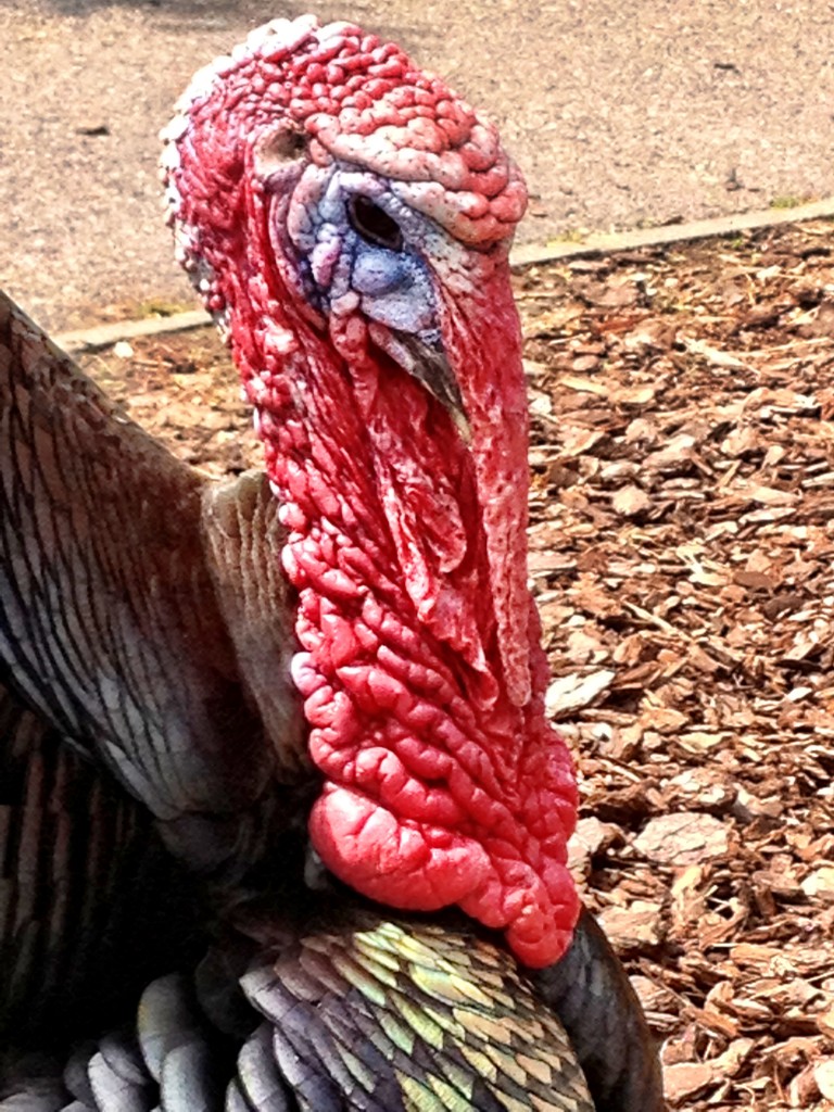 Labia face turkey